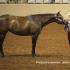 Stroke of Luck: TQHAâ€™s Little 7/Lucky 7 Quarter Horse Classic